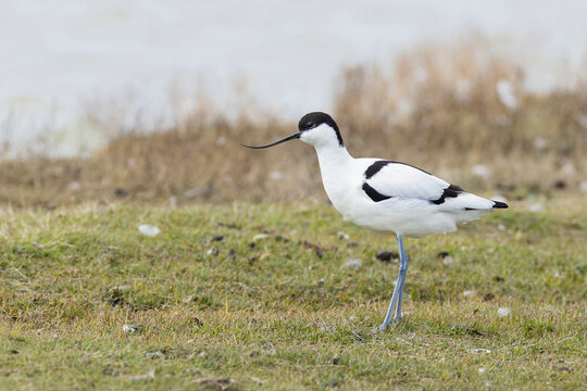 adult pied avocet (Recurvirostra avosetta) perching on ground, found at Texel in the Netherlands