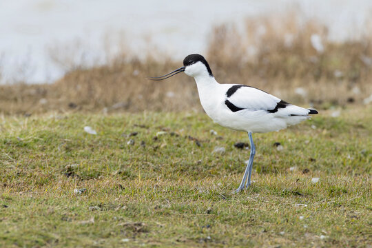 calling adult pied avocet (Recurvirostra avosetta) perching on ground, found at Texel in the Netherlands