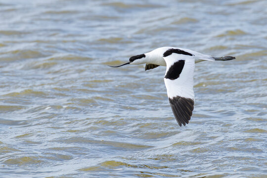 adult pied avocet (Recurvirostra avosetta) in breeding plumage in flight, found at Texel in the Netherlands