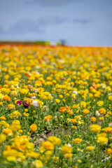 Fototapeta premium yellow flower field