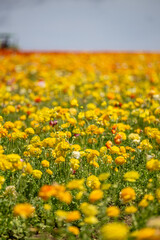 Fototapeta premium yellow flower field