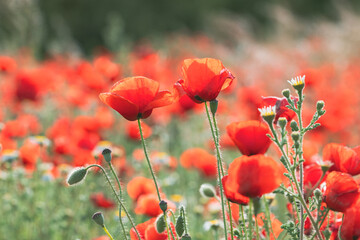 Naklejka premium Sunset Light Over Poppy Field – Spring Wildflower Scene