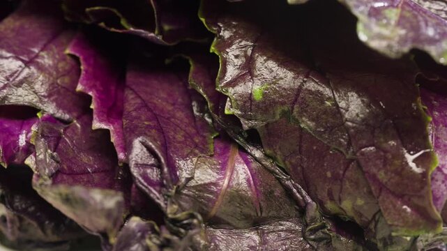 The farmer is holding a bunch of fresh pink purple basil. Vitamins and greens in the food concept, kitchen, cooking pesto