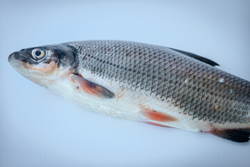 Fototapeta premium A whole fresh fish in a side view on a light blue background with visible scales, fins, and eye.