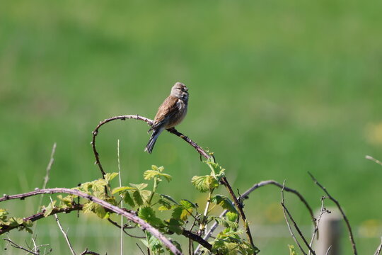 the male common linnet (Carduelis cannabina)