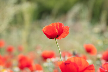 Obraz premium Elegant Nature Macro Red Poppy – Soft Background Blur Photo