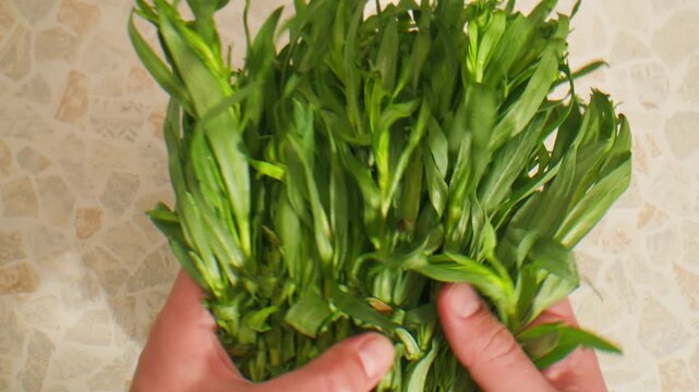 Tarragon leaves, bunch of tarragon on kitchen chef cooking dinner, middle eastern greens close up, macro. 