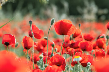 Fototapeta premium Wild Red Poppy Field – Ecosystem and Nature Conservation Landscape