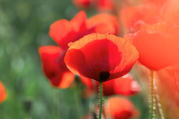 Fototapeta premium Macro Red Poppy Flower – Artistic Soft Blur Nature Photography