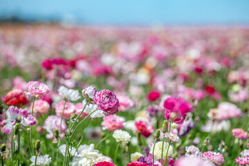 Obraz premium flower field