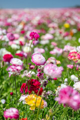Fototapeta premium flower field
