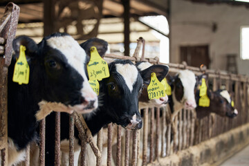 Dairy calves with ear tags in a barn © TuongDuc