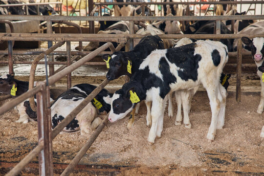 Holstein calves in a dairy barn pen on a cattle farm