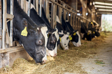 Dairy cows eating hay in barn on livestock farm © TuongDuc