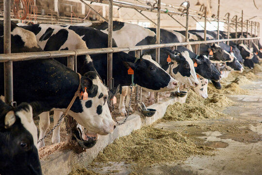 Holstein dairy cows feeding in a livestock barn on a farm