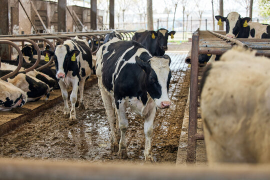 Holstein dairy cows walking inside a farm barn