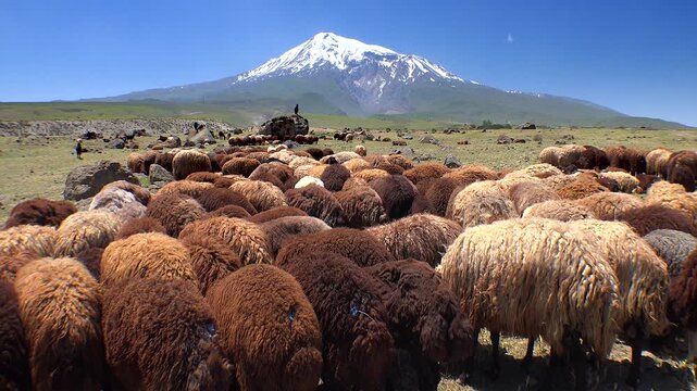 Herd of brown sheep graze at foot of snowcapped Mount Ararat volcano in Turkey plains. Solitary shepherd watches chestnut ewes feeding beside bright peak Agri Dagi, calm Igdir steppe pastureland.