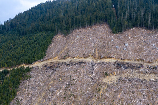Clearcut Mountain Slope Showing Logging Damage and Forest Loss in British Columbia, Canada