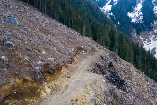 Deforestation Clearcut on Mountain Slope With Tree Stumps and Logging Road in British Columbia Canada