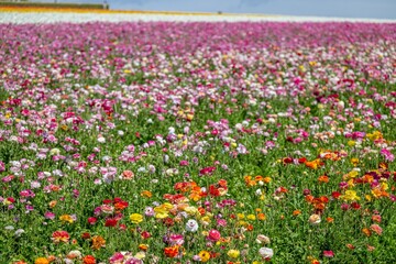 Obraz premium flower field