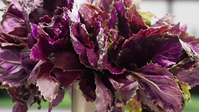 The farmer is holding a bunch of fresh pink purple basil. Vitamins and greens in the food concept, kitchen, cooking pesto