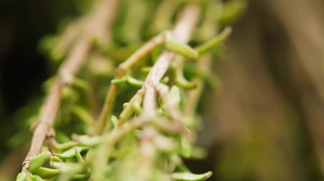 Green thyme bunch tied together, aromatic spices of dried thyme for use in cooking and folk medicine, herbal tea, kitchen. 