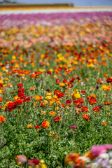 Fototapeta premium flower field