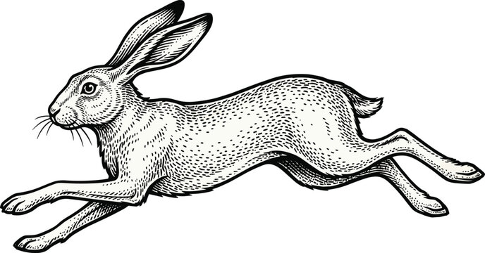Vintage Style Engraving Illustration of a Wild Hare Running and Jumping in a Fast Motion Dynamic Pose