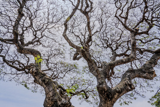 Monkeypod Tree in Downtown Kailua-Kona, Hawaii