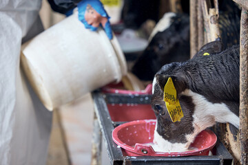Dairy calf drinking milk from bucket feeder in farm barn © ThaiKhanh