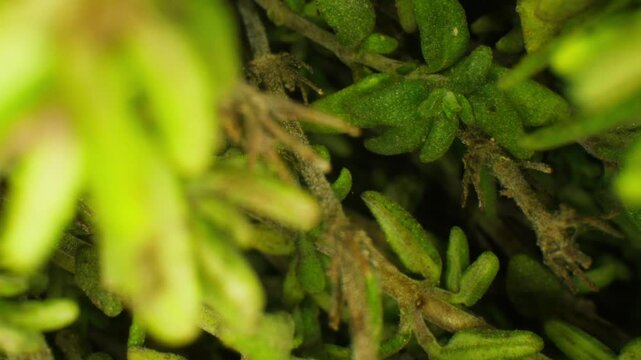 Green thyme bunch tied together, aromatic spices of dried thyme for use in cooking and folk medicine, herbal tea, kitchen. 