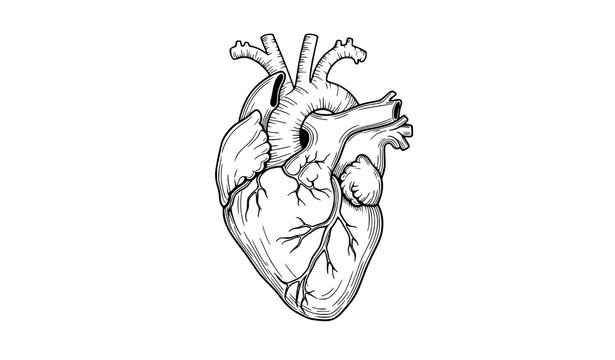 Black line art anatomical heart shaped human heart detailed medical style vector illustration
