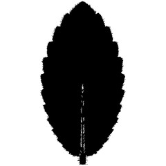 Fototapeta premium Black leaf with prominent central vein illustration isolated on transparent background, Vector