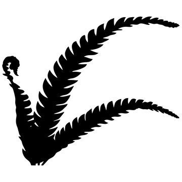 Black feather vector illustration of a bird wing with sharp quills isolated on transparent background, Vector