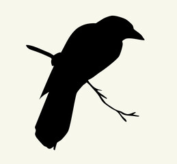 Obraz premium Vector drawing. Bird on white sky backdrop.