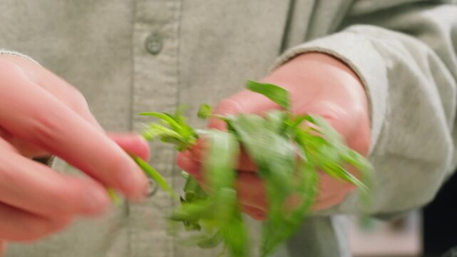 Tarragon leaves, bunch of tarragon on kitchen chef cooking dinner, middle eastern greens close up, macro. 