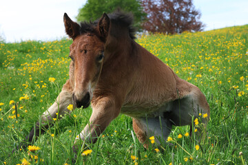 Braunes Fohlen beim Aufstehen in einer Wiese mit Butterblumen © Petra Eckerl