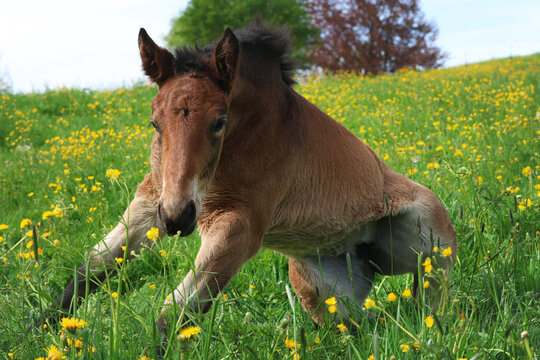 Braunes Fohlen beim Aufstehen in einer Wiese mit Butterblumen