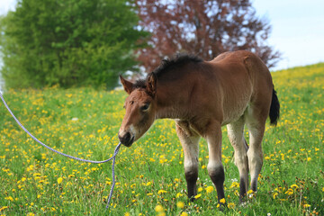 Braunes Fohlen entdeckt die Welt © Petra Eckerl