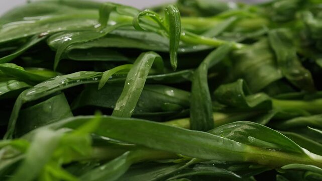 Tarragon leaves, bunch of tarragon on kitchen chef cooking dinner, middle eastern greens close up, macro. 