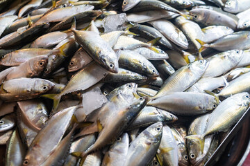 Fresh Fish Species Bounty for Culinary Use © cookiecutter
