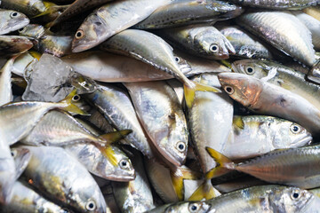 Obraz premium Fresh Fish Market Catch Display