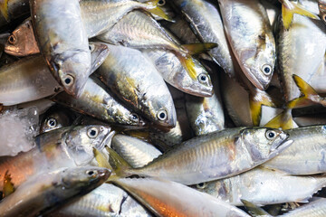 Obraz premium Fresh Silver Fish with Glistening Scales