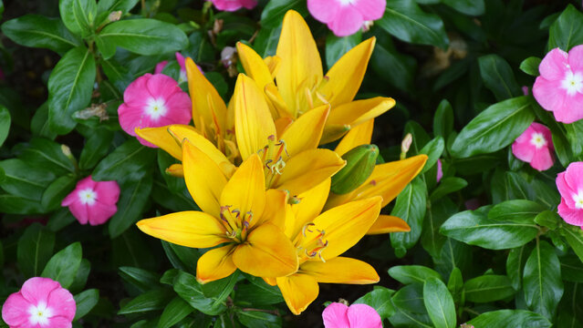 A vibrant group of yellow lilies in bloom.