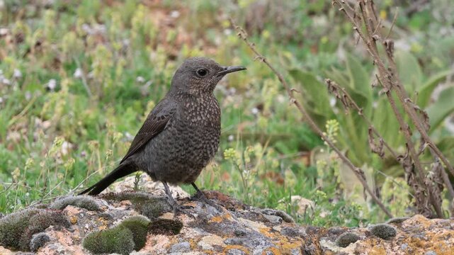 Blue Rock Thrush bird perching on rock