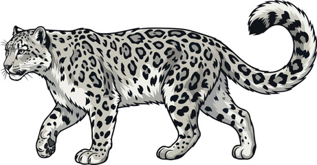 Stalking snow leopard walking isolated on transparent background beautiful feline hunter big cat predatory wild animal art. © Zahangir