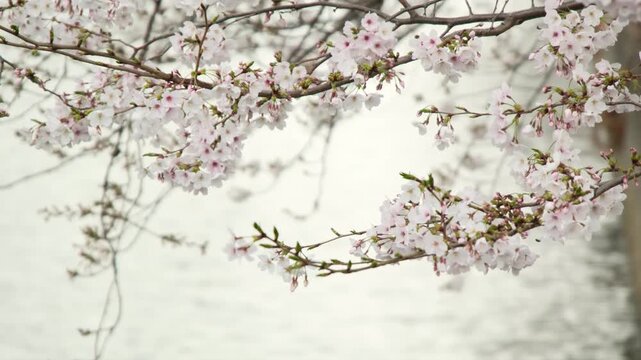 川沿いに咲く桜の枝、穏やかな水辺の春の風景素材