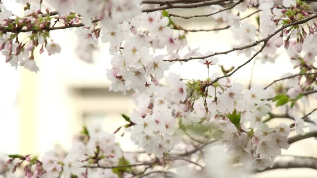 風に揺れる満開の桜と青空、躍動感のある春のワンシーン