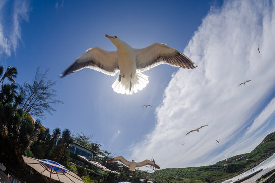Volare