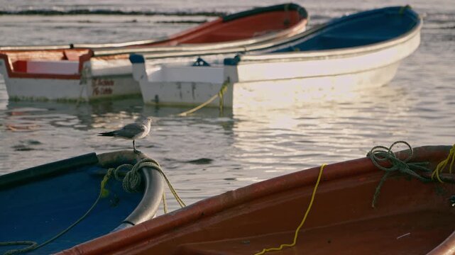 Ave en barco pesquero
